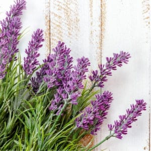 photo of lavender sprigs representing lavender balsamic vinegar