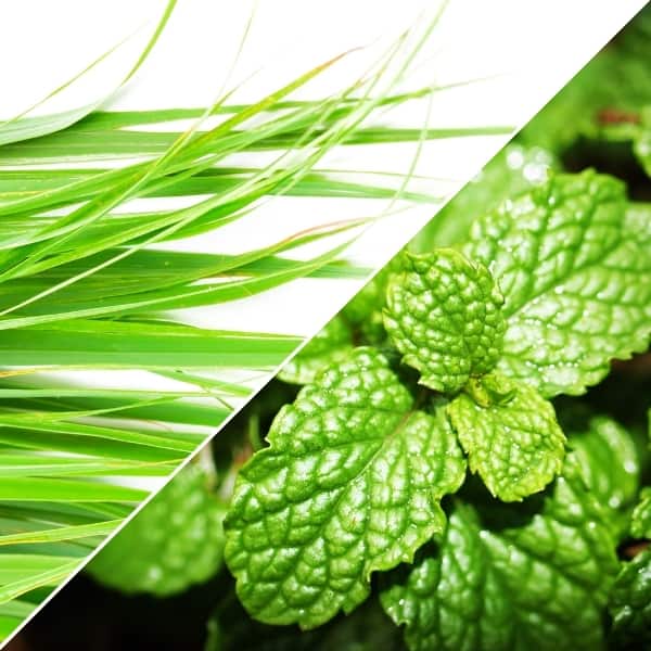 photo of lemongrass and mint leaves representing Thai Lemongrass - Mint White Balsamic