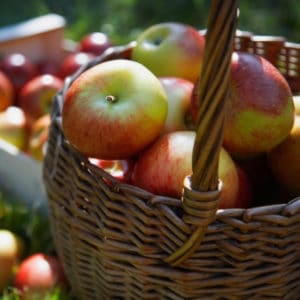 photo of basket of apples representing Gravenstein apple white balsamic vinegar
